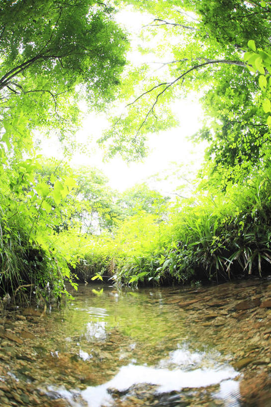 无人,竖图,室外,白天,正面,广角镜头,鱼眼镜头,旅游,度假,草地,草坪,河流,美景,水,植物,日本,亚洲,阴影,光线,影子,河水,景观,水流,云,云朵,云彩,娱乐,草,树,树木,绿色,白云,天空,小溪,阳光,自然,天,溪水,享受,休闲,景色,放松,生长,成长,自然风光,东亚,本州,本州岛,日本国,中国地方,鸟取,鸟取县,彩图