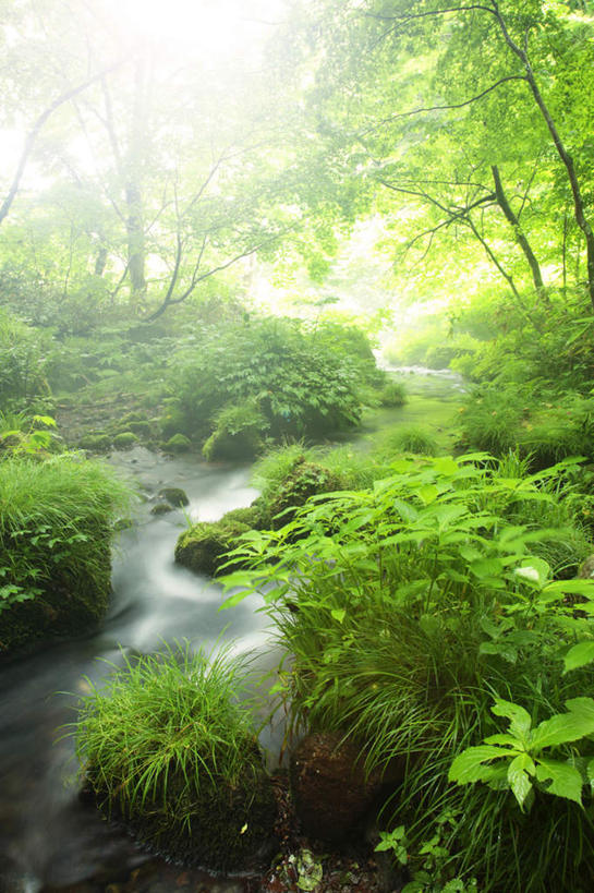 无人,竖图,室外,白天,正面,长时间曝光,旅游,度假,草地,草坪,河流,美景,水,植物,日本,亚洲,阴影,朦胧,模糊,光线,影子,河水,景观,水流,云,云朵,云彩,娱乐,草,树,树木,绿色,白云,天空,小溪,阳光,自然,天,溪水,享受,休闲,景色,放松,生长,成长,自然风光,东亚,本州,本州岛,日本国,中国地方,鸟取,鸟取县,彩图