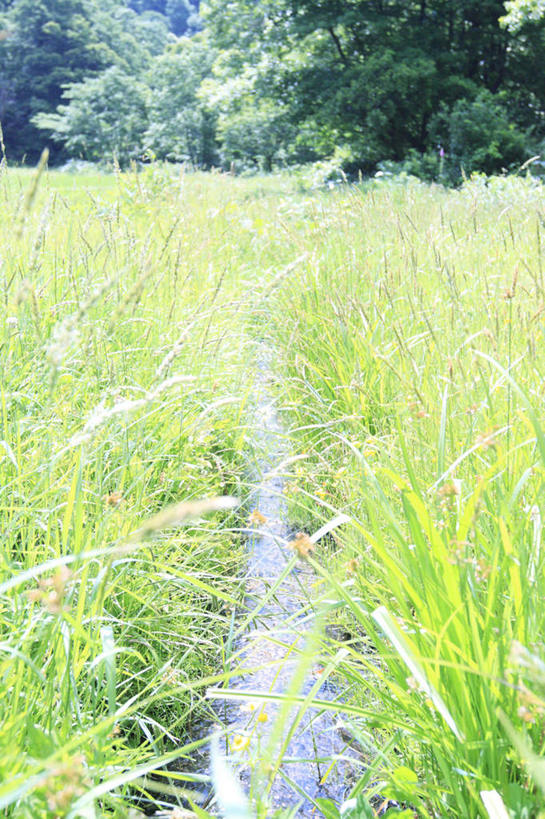 无人,竖图,室外,白天,正面,旅游,度假,草地,草坪,河流,美景,森林,树林,水,植物,日本,亚洲,河水,景观,水流,娱乐,草,树,树木,绿色,小溪,自然,溪水,享受,休闲,景色,放松,生长,成长,自然风光,东亚,本州,本州岛,日本国,中国地方,鸟取,鸟取县,彩图