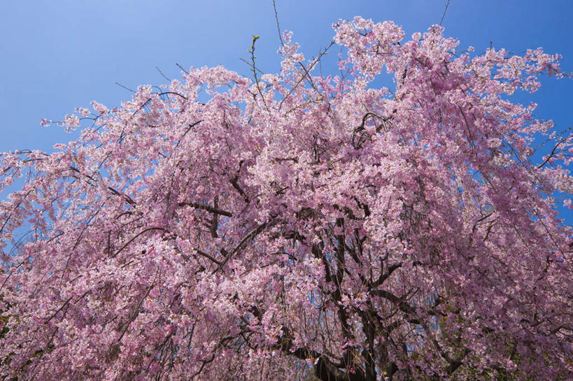 无人,横图,室外,白天,仰视,旅游,度假,幸福,纯洁,美景,植物,樱花,东京,日本,亚洲,许多,阴影,盛开,光线,影子,景观,娱乐,花,花瓣,花朵,花卉,鲜花,树,树木,粉色,蓝色,绿色,蓝天,天空,阳光,自然,天,花蕊,享受,休闲,景色,放松,生长,晴朗,成长,等待,生命,自然风光,东亚,本州,万里无云,关东地方,本州岛,日本国,东京都,仙樱花,福岛樱,青肤樱,高尚,热烈,晴空,晴空万里,荆桃,彩图,低角度拍摄