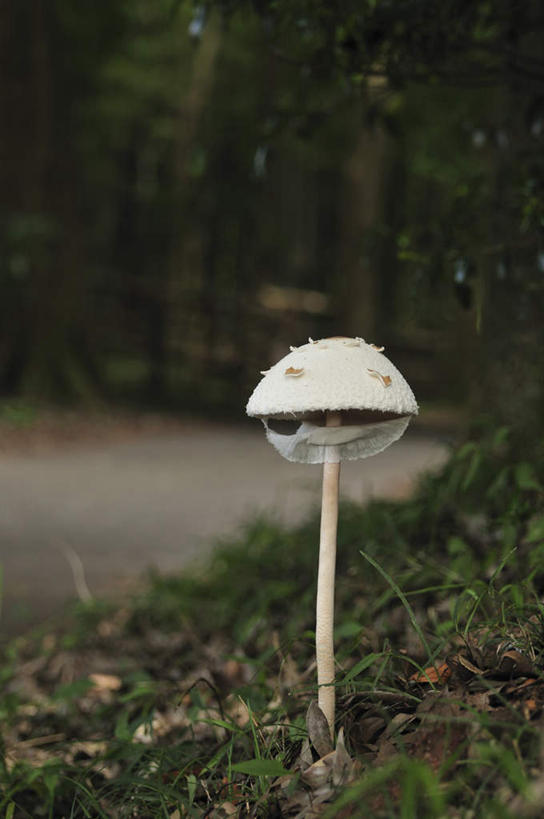 无人,竖图,室外,特写,白天,正面,旅游,度假,美景,植物,道路,路,蔬菜,日本,亚洲,阴影,新鲜,光线,影子,景观,小路,菌菇,食品,交通,千叶县,一颗,菌类,娱乐,树,树木,食物,绿色,白色,阳光,自然,享受,休闲,食用菌,景色,放松,有机食品,绿色食品,生长,成长,矗立,自然风光,耸立,东亚,本州,关东地方,本州岛,日本国,千叶,挺立,伞菌,彩图