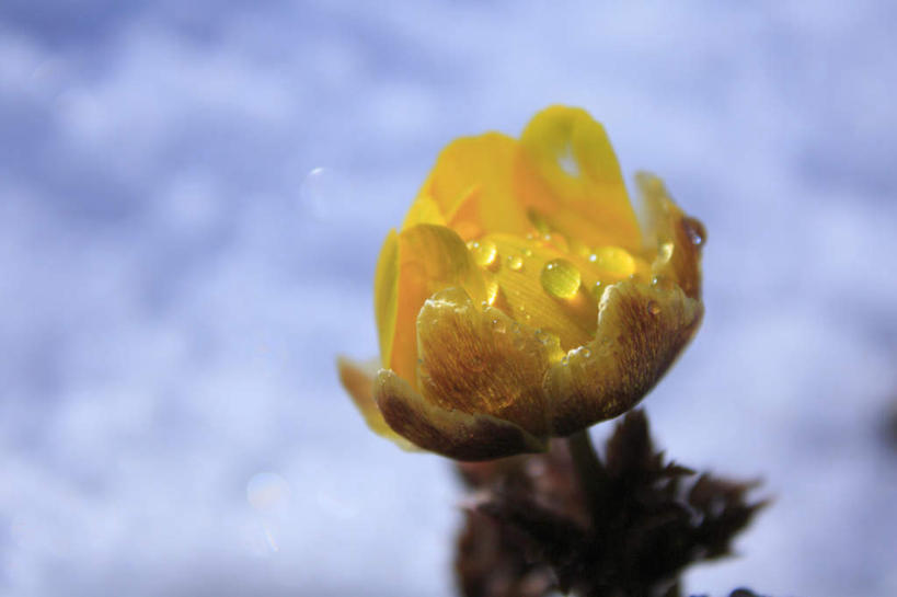 无人,横图,俯视,室外,特写,白天,旅游,度假,美景,长野县,日本,亚洲,阴影,朦胧,模糊,盛开,光线,影子,景观,花蕾,娱乐,草,花,花瓣,花朵,鲜花,一朵,黄色,阳光,自然,花苞,花蕊,享受,休闲,景色,放松,自然风光,东亚,本州,本州岛,日本国,中部地方,长野,福寿草,彩图,高角度拍摄