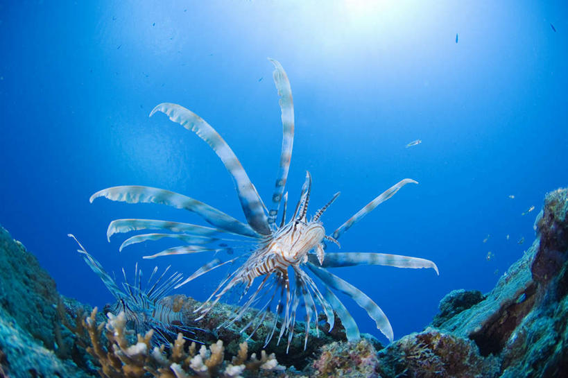 海鲜,无人,横图,俯视,室外,白天,旅游,度假,海底,水下,美景,一条,波纹,鱼,珊瑚,景观,水底,注视,娱乐,珊瑚礁,水产,鱼类,海洋生物,水纹,自然,波浪,观察,看,享受,休闲,景色,放松,海底世界,观看,游动,察看,关注,自然风光,水生动物,海产品,水生物,海底动物,蓑鲉,海底礁,海床,礁,岩石,彩图,高角度拍摄