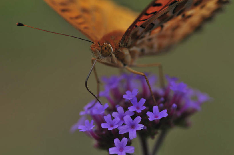 无人,站,横图,室外,特写,白天,正面,旅游,度假,美景,植物,蝴蝶,日本,亚洲,许多,朦胧,模糊,盛开,昆虫,景观,千叶县,娱乐,花,花瓣,花朵,花卉,鲜花,一只,自然,动物,花蕊,站着,享受,休闲,景色,放松,蛱蝶,自然风光,益虫,东亚,本州,关东地方,本州岛,日本国,千叶,四足蝶,豹纹蝶,站立,半身,彩图