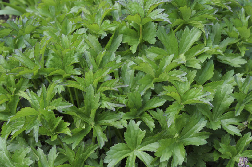 无人,横图,俯视,室外,白天,旅游,度假,美景,芹菜,蔬菜,叶子,日本,亚洲,一堆,许多,堆叠,堆积,新鲜,景观,食品,绿叶,娱乐,食物,自然,享受,休闲,嫩叶,景色,放松,有机食品,绿色食品,堆,自然风光,东亚,本州,本州岛,日本国,中国地方,根芹菜,根洋芹,球根塘蒿,冈山,冈山县,叶,叶片,药芹,水芹,旱芹,彩图,高角度拍摄