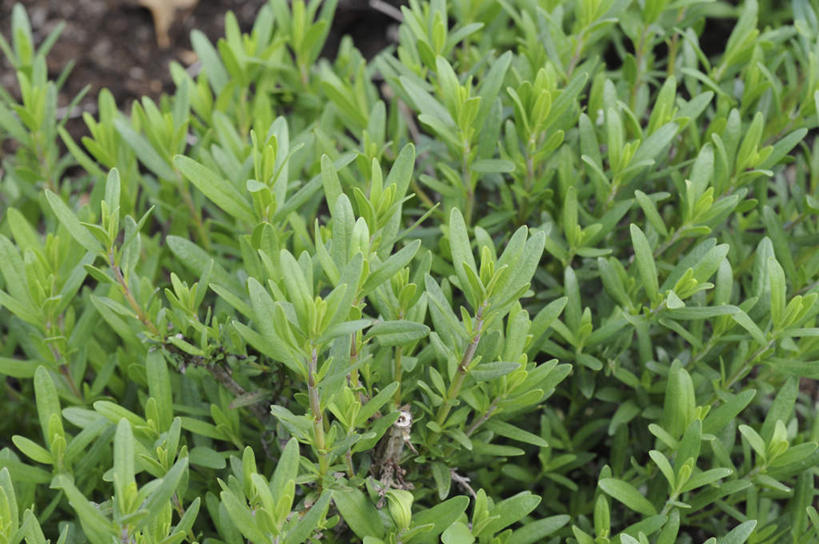 无人,横图,俯视,室外,白天,旅游,度假,热情,美景,康乃馨,叶子,日本,亚洲,许多,景观,绿叶,祝福,娱乐,绿色,自然,享受,休闲,嫩叶,景色,放松,母爱,清纯,自然风光,亲情,东亚,本州,本州岛,日本国,中国地方,冈山,冈山县,思念,宽容,热恋,真挚,热心,麝香石竹,石竹,香石竹,叶,叶片,彩图,高角度拍摄,魅力