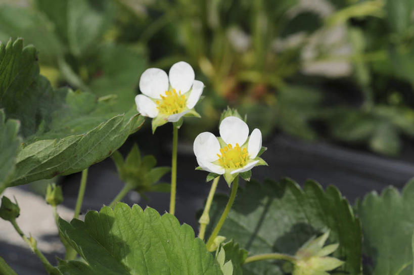 无人,横图,俯视,室外,特写,白天,旅游,度假,美景,植物,叶子,日本,亚洲,阴影,朦胧,模糊,盛开,光线,影子,景观,绿叶,娱乐,花,花瓣,花朵,花卉,鲜花,两朵,白色,阳光,自然,花蕊,享受,休闲,嫩叶,景色,放松,自然风光,东亚,本州,本州岛,日本国,近畿地方,近畿,兵库,兵库县,草莓花,叶,叶片,彩图,高角度拍摄