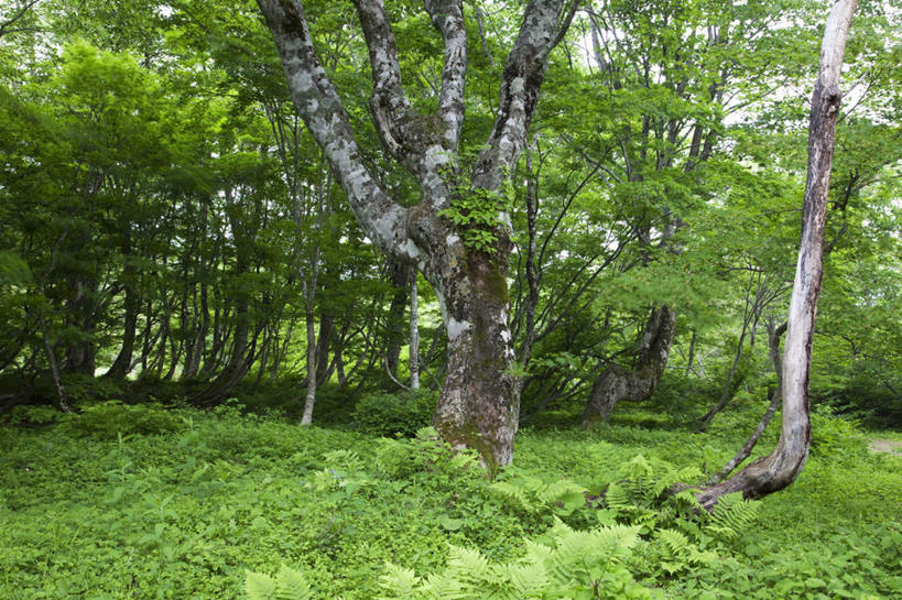 无人,横图,室外,白天,仰视,旅游,度假,草地,草坪,美景,树林,植物,日本,亚洲,许多,景观,娱乐,草,树,树木,蓝色,绿色,蓝天,天空,自然,天,享受,休闲,景色,放松,生长,晴朗,成长,自然风光,东亚,本州,万里无云,本州岛,日本国,中部地方,福井,福井县,晴空,晴空万里,彩图,低角度拍摄