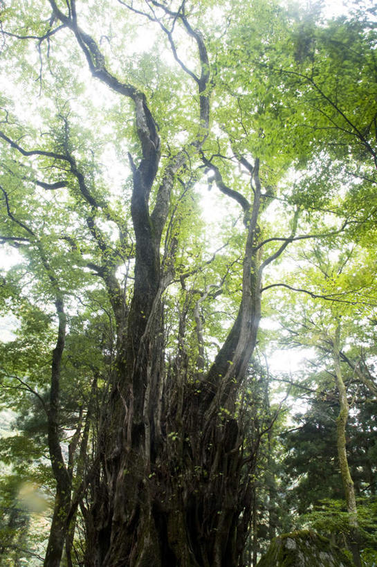 无人,竖图,室外,白天,仰视,旅游,度假,美景,森林,树林,植物,日本,亚洲,许多,阴影,光线,影子,景观,娱乐,树,树木,蓝色,绿色,蓝天,天空,阳光,自然,天,享受,休闲,景色,放松,生长,晴朗,成长,自然风光,东亚,本州,万里无云,本州岛,日本国,中部地方,福井,福井县,毛榉树,晴空,晴空万里,彩图,低角度拍摄