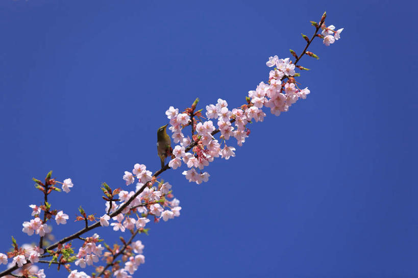 无人,横图,室外,特写,白天,仰视,旅游,度假,幸福,纯洁,美景,樱花,鸟,东京,日本,亚洲,许多,盛开,鸟类,景观,棕色,花蕾,娱乐,花,花瓣,花朵,鲜花,树枝,一只,粉色,蓝色,蓝天,天空,自然,动物,天,花苞,花蕊,享受,休闲,景色,放松,可爱,活泼,晴朗,等待,生命,自然风光,东亚,暗绿绣眼鸟,本州,万里无云,关东地方,本州岛,日本国,东京都,仙樱花,福岛樱,青肤樱,高尚,绣眼,绣眼儿,绣眼鸟,白日眶,观赏鸟,热烈,晴空,晴空万里,荆桃,彩图,低角度拍摄,全身