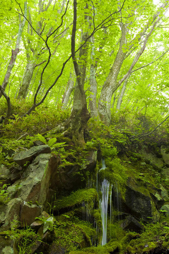 无人,竖图,室外,白天,正面,旅游,度假,礁石,石头,美景,瀑布,树林,水,植物,叶子,日本,亚洲,许多,阴影,飞溅,湍急,溅,光线,石子,液体,影子,景观,水滴,绿叶,苔藓,娱乐,水珠,树,树木,绿色,阳光,自然,享受,休闲,嫩叶,景色,放松,生长,成长,喷洒,自然风光,东亚,本州,关东地方,本州岛,日本国,群马,群马县,叶,叶片,跌水,礁,石块,岩石,彩图