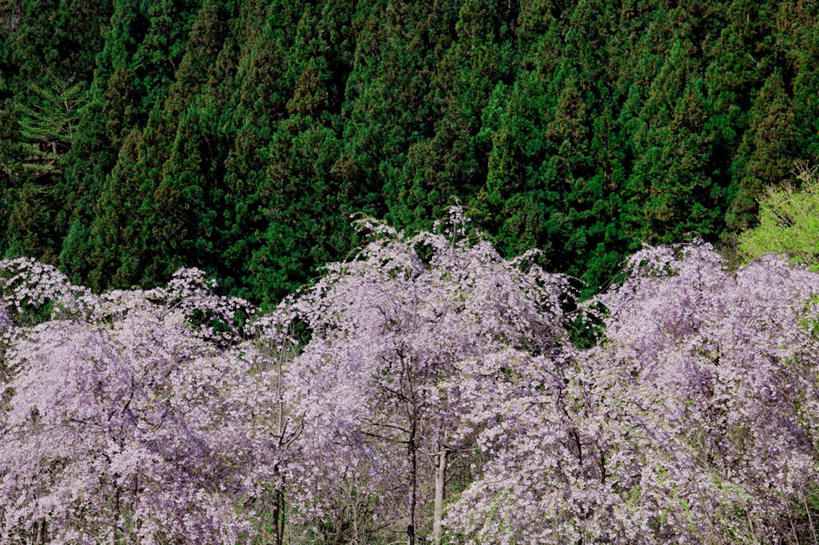 无人,横图,室外,白天,仰视,旅游,度假,幸福,纯洁,美景,树林,植物,樱花,日本,亚洲,许多,盛开,景观,花蕾,娱乐,花,花瓣,花朵,鲜花,树,树木,粉色,绿色,自然,花苞,花蕊,享受,休闲,景色,放松,生长,成长,等待,生命,自然风光,东亚,本州,关东地方,本州岛,日本国,群马,群马县,仙樱花,福岛樱,青肤樱,高尚,热烈,荆桃,彩图,低角度拍摄