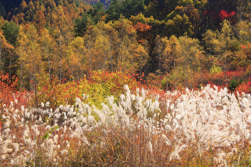 无人,横图,室外,白天,正面,旅游,度假,草地,美景,秋季,树林,植物,叶子,长野县,日本,亚洲,许多,景观,枯叶,落叶,蒲苇,娱乐,草,树,树木,绿色,自然,享受,休闲,景色,放松,生长,成长,自然风光,东亚,本州,本州岛,日本国,中部地方,长野,叶,叶片,秋,秋天,彩图