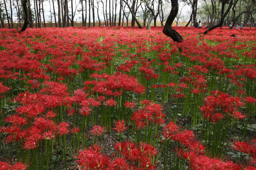 无人,横图,俯视,室外,白天,旅游,度假,花海,花圃,美景,植物,叶子,日本,亚洲,许多,盛开,景观,花蕾,娱乐,花,花瓣,花朵,花卉,鲜花,树,树木,红色,蓝色,绿色,蓝天,天空,自然,花丛,花束,花田,天,花苞,花蕊,享受,休闲,景色,放松,生长,晴朗,成长,自然风光,东亚,本州,万里无云,关东地方,本州岛,日本国,蜘蛛百合,崎玉,崎玉县,笹蟹百合,螫蟹花,水鬼蕉,蜘蛛兰,天生丽质,晴空,晴空万里,彩图,高角度拍摄