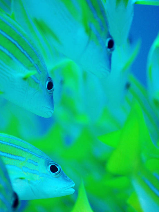 游泳,海鲜,无人,竖图,室外,特写,白天,正面,旅游,度假,海底,水下,海浪,海洋,美景,马尔代夫,亚洲,许多,鱼,鱼群,景观,浪花,水底,娱乐,水产,鱼类,海洋生物,自然,海水,享受,休闲,景色,放松,海底世界,游动,自然风光,水生动物,海产品,南亚,笛鲷,水生物,海景,海底动物,马尔代夫共和国,大海,风浪,海,海床,海水的波动,近岸浪,涌浪,半身,彩图