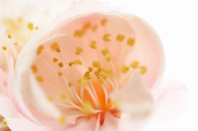 无人,横图,俯视,室内,特写,白天,白色背景,朦胧,模糊,盛开,粉红色,梅花,花蕾,花,花瓣,花朵,鲜花,一朵,花苞,花蕊,摄影,影棚,高雅,坚强,梅,彩图,高角度拍摄,影棚拍摄,拍摄