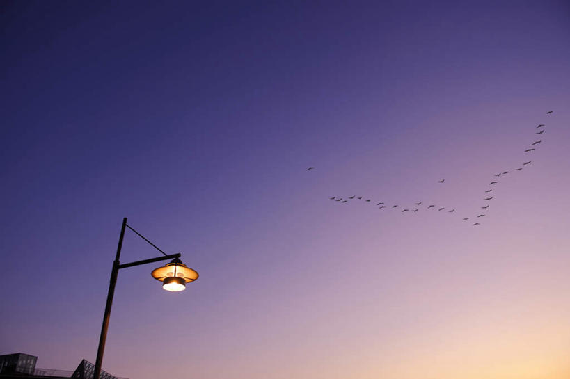 无人,横图,室外,白天,仰视,度假,美景,日落,城市风光,城市,路灯,鸟,照明,东京,日本,亚洲,一排,伸展,张开,展翅,整齐,翅膀,鸟类,景观,晚霞,霞光,灯光,江东区,很多,注视,娱乐,飞,灯,排列,一个,紫色,黄昏,观察,看,享受,休闲,景色,彩霞,放松,单个,观看,照亮,察看,照明设备,队列,关注,东亚,张开翅膀,本州,关东地方,本州岛,日本国,东京都,展开翅膀,夕阳,彩图,低角度拍摄,全身