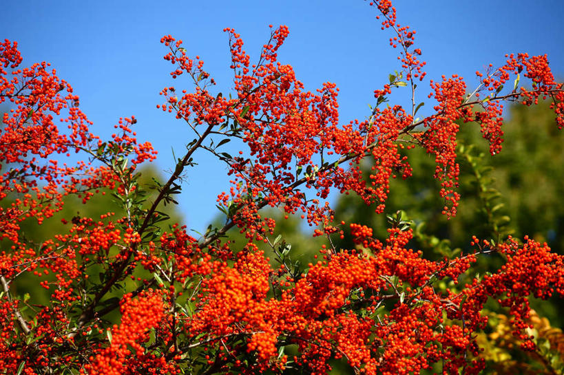 无人,横图,室外,特写,白天,仰视,旅游,度假,花海,花圃,美景,树林,植物,叶子,日本,亚洲,许多,阴影,盛开,光线,影子,景观,花蕾,娱乐,花,花瓣,花朵,花卉,鲜花,树,树木,红色,蓝色,绿色,蓝天,天空,自然,花丛,花束,花田,天,花苞,花蕊,享受,休闲,景色,放松,生长,成长,自然风光,东亚,本州,关东地方,本州岛,日本国,崎玉,崎玉县,红籽,赤阳子,火把果,火棘,救兵粮,救命粮,彩图,低角度拍摄