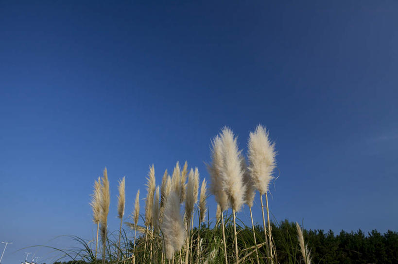 无人,横图,室外,白天,仰视,旅游,度假,花海,花圃,美景,树林,植物,叶子,日本,亚洲,许多,盛开,景观,花蕾,蒲苇,娱乐,花,花瓣,花朵,花卉,鲜花,树,树木,蓝色,绿色,白色,蓝天,天空,自然,花丛,花束,花田,天,花苞,花蕊,享受,休闲,景色,放松,生长,晴朗,成长,自然风光,东亚,本州,万里无云,茨城,茨城县,关东地方,本州岛,日本国,晴空,晴空万里,彩图,低角度拍摄