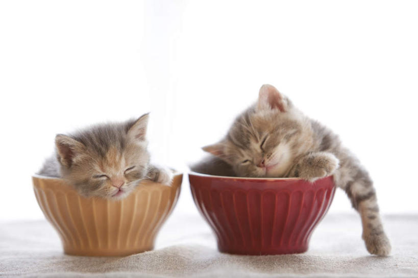 无人,闭眼,睡,横图,室内,特写,白天,白色背景,正面,窗帘,宠物,猫,餐具,阴影,反射,毯子,影子,黄色,红色,白色,动物,碗,靠,靠着,趴着,伸,两只,可爱,伸直,摄影,影棚,伸出,猫咪,进餐用具,烹调用具,闭眼睛,闭着眼,闭着眼睛,困,困觉,趴,寝息,睡觉,彩图,全身,影棚拍摄,拍摄