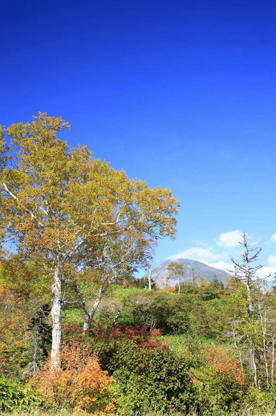 无人,竖图,室外,白天,仰视,旅游,度假,石头,美景,秋季,山,山脉,树林,植物,北海道,日本,亚洲,许多,阴影,光线,石子,影子,景观,山顶,山峰,云,云朵,山峦,云彩,娱乐,树,树木,树枝,黄色,红色,蓝色,绿色,白云,蓝天,天空,阳光,自然,群山,天,享受,休闲,景色,放松,生长,晴朗,成长,自然风光,东亚,沉积岩,日本国,北海道地方,北海道岛,颠峰,极峰,水成岩,石块,岩石,晴空,秋,秋天,彩图,低角度拍摄