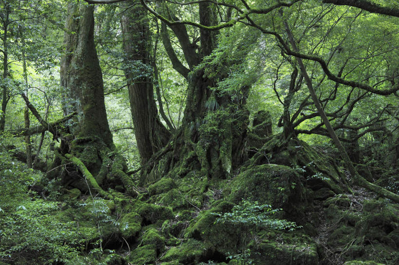 无人,横图,室外,白天,正面,旅游,美景,森林,树林,植物,鹿儿岛,日本,亚洲,阴影,光线,影子,景观,树,树木,绿色,阳光,自然,景色,生长,成长,自然风光,东亚,日本国,九州本岛,九州,九州岛,九州地方,鹿儿岛县,彩图,游览