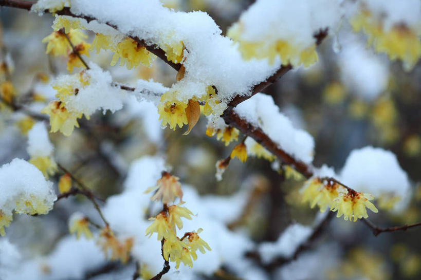 无人,横图,室外,特写,白天,正面,旅游,度假,美景,雪,大雪,日本,亚洲,许多,朦胧,模糊,盛开,积雪,景观,雪景,冬季,冬天,花蕾,娱乐,腊梅,花,花瓣,花朵,鲜花,黄色,自然,花苞,花蕊,享受,休闲,独立,景色,放松,寒冷,自然风光,东亚,本州,关东地方,本州岛,日本国,高洁,崎玉,崎玉县,忠实,严寒,忠贞,刚强,坚毅,坚贞,腊梅花,蜡梅,蜡梅花,香梅,黄梅花,彩图