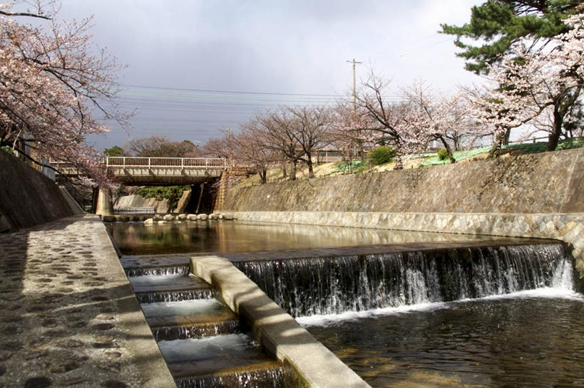 无人,横图,室外,白天,正面,旅游,度假,幸福,纯洁,河流,美景,水,植物,樱花,日本,亚洲,阴影,波纹,盛开,光线,影子,河水,景观,水流,云,云朵,枝条,涟漪,花蕾,云彩,娱乐,花,花瓣,花朵,鲜花,树,树木,树枝,粉色,蓝色,绿色,白云,倒影,蓝天,水纹,天空,阳光,自然,波浪,天,花苞,花蕊,享受,休闲,景色,放松,生长,晴朗,成长,等待,倒映,生命,自然风光,东亚,本州,本州岛,日本国,近畿地方,近畿,水晕,兵库,兵库县,仙樱花,福岛樱,青肤樱,高尚,热烈,反照,虬枝,枝杈,晴空,荆桃,彩图,西宫市,夙川公园