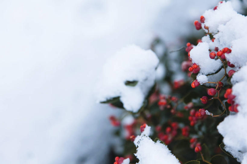 无人,横图,俯视,室外,特写,白天,美景,雪,大雪,浆果,叶子,朦胧,模糊,积雪,景观,雪景,冬季,冬天,绿叶,红色,自然,嫩叶,景色,寒冷,自然风光,南天竹,严寒,南天竺,叶,叶片,彩图,高角度拍摄