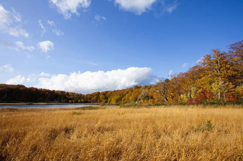 无人,横图,室外,白天,正面,旅游,度假,美景,秋季,树林,植物,秋田县,日本,亚洲,阴影,枯萎,光线,影子,景观,云,云朵,枯草,云彩,娱乐,草,树,树木,黄色,蓝色,绿色,白云,蓝天,天空,阳光,自然,天,享受,休闲,景色,放松,生长,晴朗,成长,自然风光,东亚,本州,本州岛,日本国,秋田,东北地方,八幡平,晴空,秋,秋天,彩图,鹿角郡