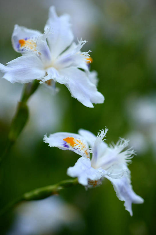 无人,竖图,室外,特写,白天,正面,美景,阴影,朦胧,模糊,盛开,光线,影子,景观,花蕾,花,花瓣,花朵,鲜花,两朵,白色,阳光,自然,蝴蝶花,花苞,花蕊,绣球花,景色,自然风光,彩图,蝴蝶荚蒾,蝴蝶木,蝴蝶树,蝴蝶戏球花,蝴蝶戏珠花