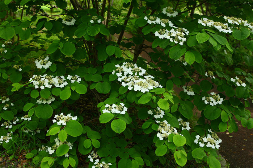 无人,横图,室外,白天,正面,旅游,度假,花海,花圃,美景,植物,叶子,东京,日本,亚洲,许多,阴影,盛开,光线,纹理,影子,景观,绿叶,很多,花蕾,娱乐,花,花瓣,花朵,花卉,鲜花,绿色,白色,阳光,自然,花丛,花束,花田,蝴蝶花,花苞,花蕊,绣球花,享受,休闲,嫩叶,景色,放松,千代田区,自然风光,东亚,本州,肌理,关东地方,本州岛,日本国,东京都,叶,叶片,叶脉,彩图,蝴蝶荚蒾,蝴蝶木,蝴蝶树,蝴蝶戏球花,蝴蝶戏珠花