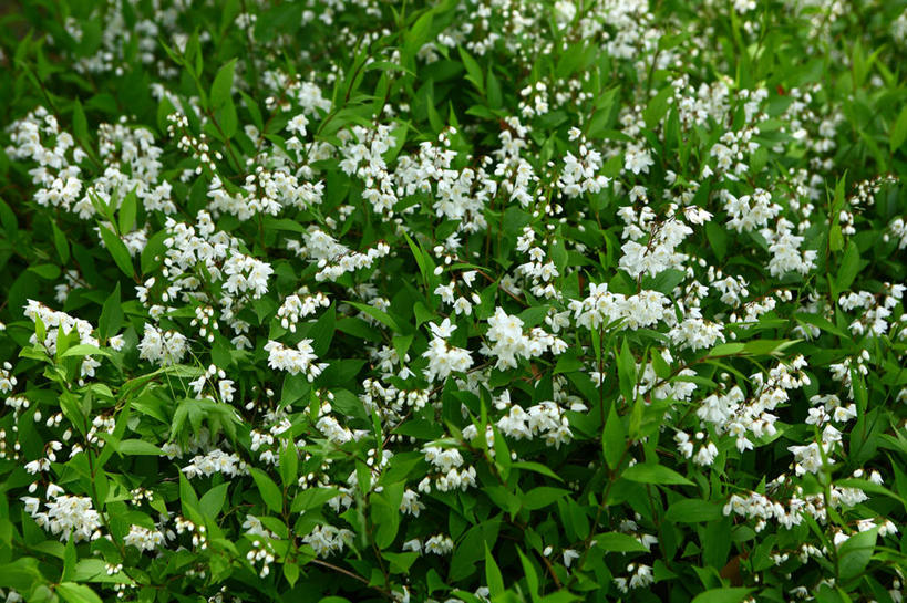 无人,横图,室外,白天,正面,花海,花圃,美景,植物,叶子,许多,阴影,盛开,光线,纹理,影子,景观,绿叶,很多,花蕾,花,花瓣,花朵,花卉,鲜花,绿色,白色,阳光,自然,花丛,花束,花田,花苞,花蕊,嫩叶,景色,自然风光,肌理,溲疏,叶,叶片,叶脉,彩图,细梗溲疏