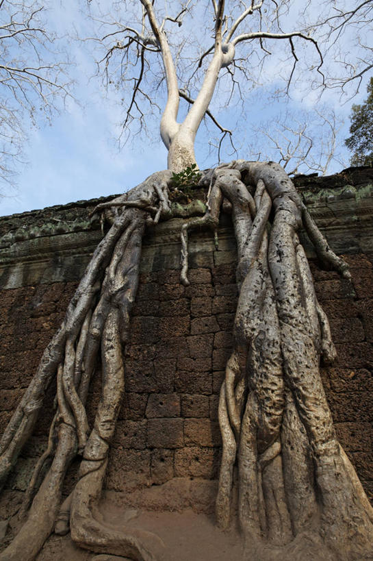 无人,寺庙,竖图,室外,白天,仰视,旅游,度假,名胜古迹,植物,标志建筑,地标,建筑,柬埔寨,亚洲,阴影,节日,遗迹,光线,影子,云,云朵,枝条,燃烧,云彩,古迹,文化,文物,娱乐,建设,古建筑,树,树木,树枝,蓝色,绿色,白云,蓝天,天空,阳光,自然,香火,庙宇,天,祈祷,享受,休闲,健康,旅游胜地,放松,许愿,宗教,东南亚,信仰,生长,晴朗,成长,纪念,祈求,古文明,暹粒,高棉,塔普伦寺,塔布茏寺,柬埔寨王国,吉蔑,虬枝,枝杈,大吴哥城,吴哥,吴哥城,吴哥通王城,平安,晴空,彩图,低角度拍摄,庙,寺