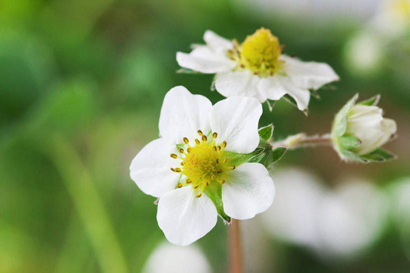 无人,横图,室外,特写,白天,正面,美景,植物,阴影,朦胧,模糊,盛开,光线,影子,景观,枝条,花蕾,花,花瓣,花朵,鲜花,树,树木,树枝,绿色,阳光,自然,花苞,花蕊,景色,生长,成长,自然风光,勇气,草莓花,虬枝,枝杈,甜蜜,彩图,恋情