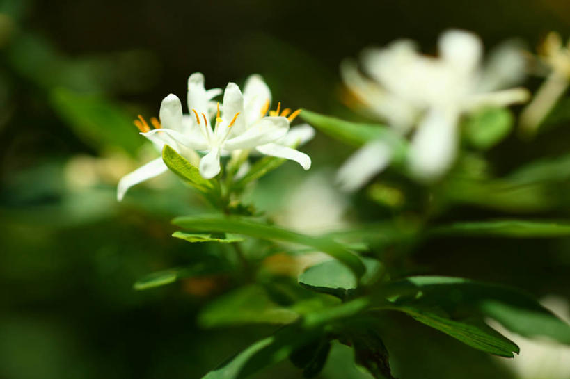 无人,横图,室外,特写,白天,正面,美景,金银花,叶子,阴影,朦胧,模糊,盛开,光线,影子,景观,绿叶,花蕾,花,花瓣,花朵,鲜花,白色,阳光,自然,花苞,花蕊,嫩叶,景色,自然风光,忍冬,金银藤,银藤,鸳鸯藤,双花,叶,叶片,鹭鸶花,彩图