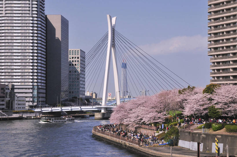 东方人,高楼大厦,走,横图,室外,白天,正面,度假,幸福,纯洁,河流,美景,水,植物,城市风光,城市,大桥,大厦,建筑,立交桥,摩天大楼,桥梁,樱花,东京,日本,亚洲,行人,游客,游人,阴影,波纹,服装,盛开,光线,影子,河水,景观,水流,云,云朵,高架,斜拉桥,桥,涟漪,许多人,花蕾,云彩,注视,休闲装,黄种人,娱乐,建设,路人,旅客,花,花瓣,花朵,鲜花,树,树木,衣服,蓝色,绿色,白云,倒影,蓝天,水纹,天空,阳光,自然,波浪,天,花苞,花蕊,观察,看,一群人,享受,休闲,休闲服,景色,放松,服饰,生长,晴朗,成长,观看,等待,察看,倒映,生命,关注,东亚,本州,关东地方,本州岛,日本国,东京都,水晕,仙樱花,福岛樱,青肤樱,高尚,热烈,八王子市,八王子,反照,过客,男人,男性,年轻男性,年轻女性,女人,女性,亚洲人,晴空,荆桃,步行,散步,走路,半身,彩图,大楼,高层建筑,高楼,摩天楼,中央大学