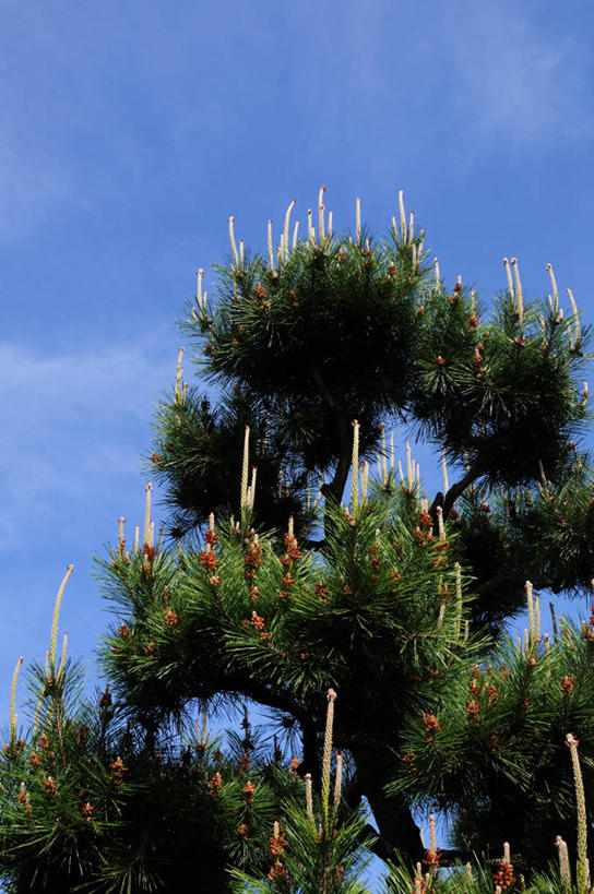 无人,竖图,室外,白天,仰视,美景,植物,松树,阴影,光线,影子,景观,云,云朵,云彩,树,树木,蓝色,绿色,白云,蓝天,天空,阳光,自然,天,景色,生长,晴朗,成长,自然风光,坚定,长寿,贞洁,晴空,彩图,低角度拍摄,黑松