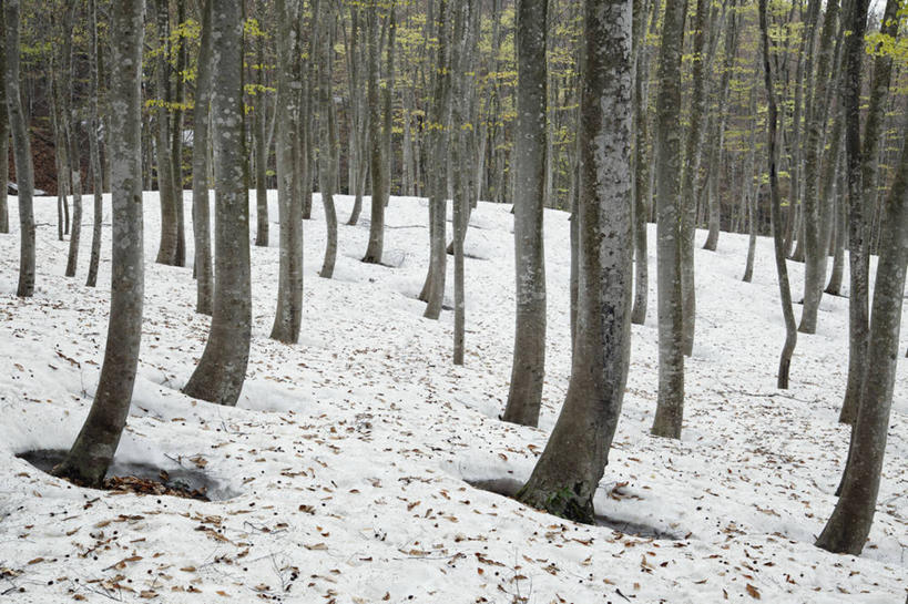 无人,横图,俯视,室外,白天,旅游,度假,美景,森林,树林,雪,植物,大雪,日本,亚洲,积雪,景观,雪景,冬季,冬天,树桩,娱乐,树,树干,树木,绿色,自然,享受,休闲,木桩,景色,放松,寒冷,生长,成长,自然风光,东亚,本州,本州岛,日本国,中部地方,新潟,新潟县,严寒,彩图,高角度拍摄,十日町市