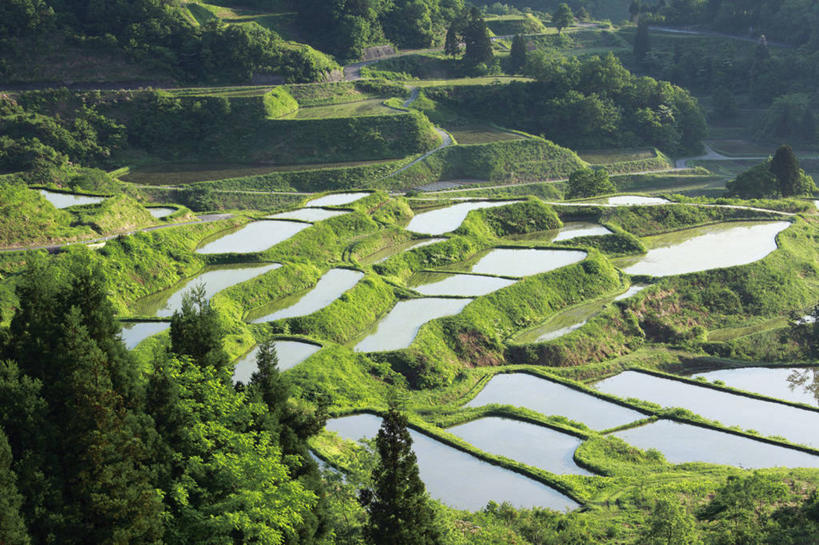 无人,农田,横图,俯视,室外,白天,旅游,度假,庄稼,梯田,农作物,美景,森林,山,山脉,树林,植物,日本,亚洲,阴影,曲折,弯曲,光线,影子,景观,山峰,山峦,娱乐,树,树木,绿色,阳光,自然,群山,享受,休闲,景色,放松,蜿蜒,生长,成长,自然风光,东亚,本州,本州岛,日本国,中部地方,新潟,新潟县,彩图,高角度拍摄,耕地,庄稼田,十日町市