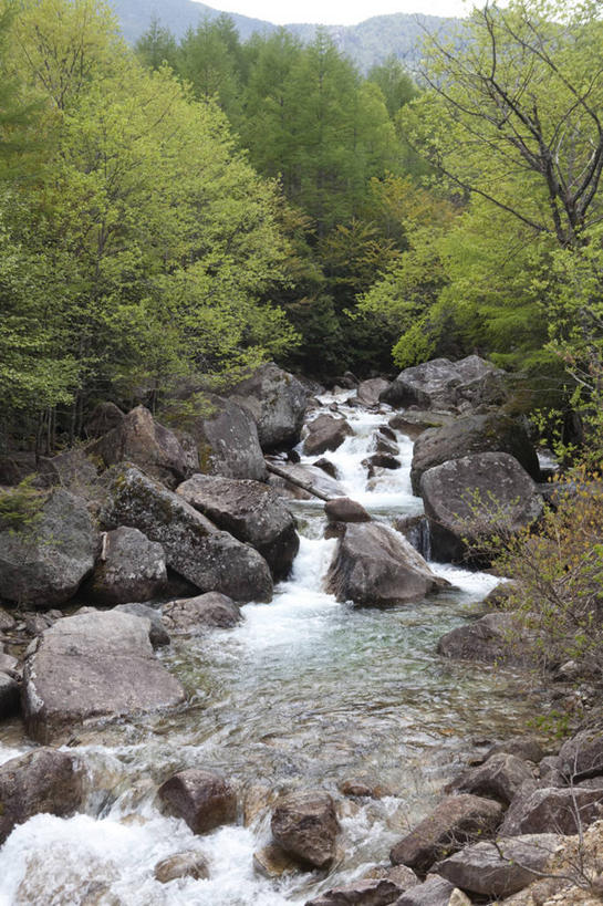 无人,竖图,室外,白天,正面,旅游,度假,河流,石头,美景,树林,水,植物,长野县,日本,亚洲,阴影,光线,石子,影子,河水,景观,水流,娱乐,树,树木,绿色,小溪,阳光,自然,溪水,享受,休闲,景色,放松,生长,成长,自然风光,东亚,本州,本州岛,日本国,中部地方,长野,新潟,新潟县,信浓川,石块,彩图