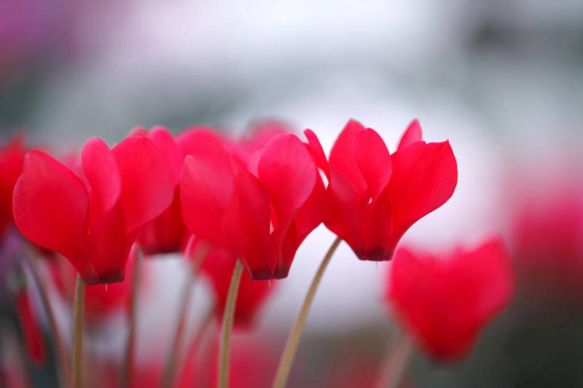 无人,横图,室外,特写,白天,正面,花海,花圃,美景,植物,叶子,许多,阴影,朦胧,模糊,盛开,光线,影子,景观,花蕾,花,花瓣,花朵,花卉,鲜花,红色,蓝色,绿色,蓝天,天空,阳光,自然,花丛,花束,花田,天,花苞,花蕊,景色,晴朗,仙客来,自然风光,万里无云,萝卜海棠,兔耳花,兔子花,一品冠,篝火花,翻瓣莲,晴空,晴空万里,彩图