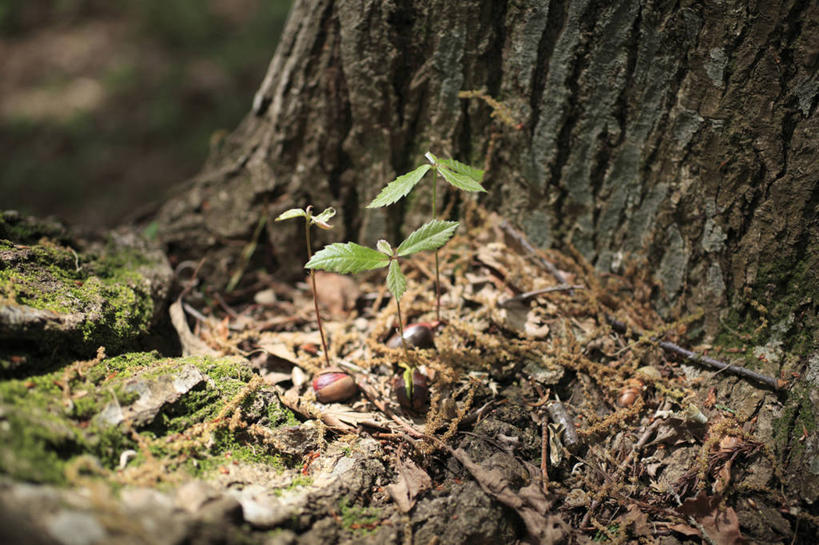 无人,横图,俯视,室外,特写,白天,美景,叶子,阴影,朦胧,模糊,光线,影子,景观,绿叶,树桩,树,树干,阳光,自然,嫩叶,木桩,景色,自然风光,橡树,沼生橡树,叶,叶片,彩图,高角度拍摄