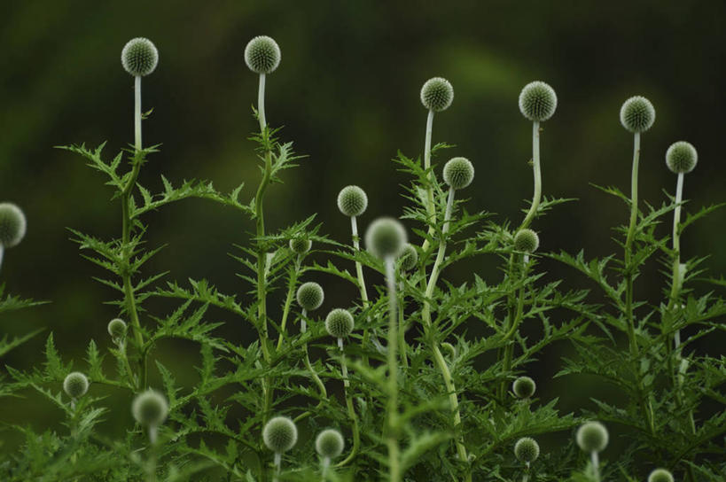 无人,横图,室外,特写,白天,正面,花海,花圃,美景,植物,叶子,阴影,朦胧,模糊,盛开,反射,影子,景观,花蕾,花,花瓣,花朵,花卉,鲜花,绿色,自然,花丛,花束,花田,花苞,花蕊,菊花,景色,自然风光,蓝刺头,彩图,硬叶蓝刺头,驴欺口