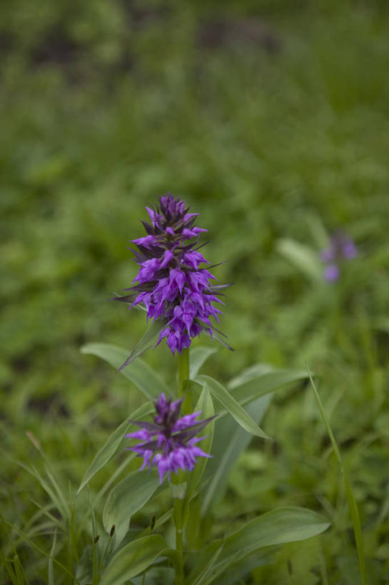 无人,竖图,室外,特写,白天,正面,旅游,度假,草地,草坪,美景,植物,日本,亚洲,阴影,朦胧,模糊,盛开,光线,影子,景观,花蕾,娱乐,草,花,花瓣,花朵,鲜花,两朵,绿色,紫色,阳光,自然,花苞,花蕊,享受,休闲,景色,放松,自然风光,东亚,本州,本州岛,日本国,岩手,岩手县,东北地方,八幡平市,彩图