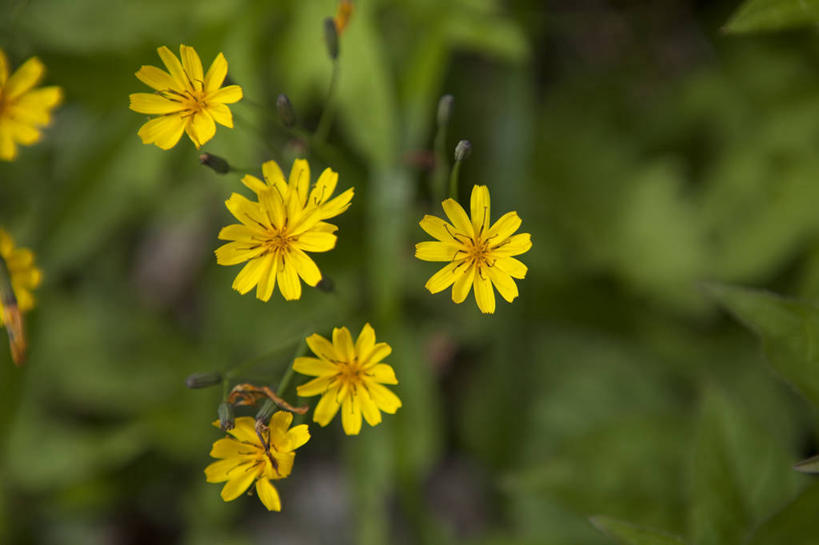 无人,横图,俯视,室外,特写,白天,旅游,度假,草地,草坪,花海,花圃,美景,植物,叶子,日本,亚洲,阴影,朦胧,模糊,盛开,光线,影子,景观,花蕾,娱乐,草,花,花瓣,花朵,花卉,鲜花,黄色,绿色,阳光,自然,花丛,花束,花田,花苞,花蕊,享受,休闲,景色,放松,自然风光,东亚,本州,本州岛,日本国,岩手,岩手县,东北地方,八幡平市,彩图,高角度拍摄