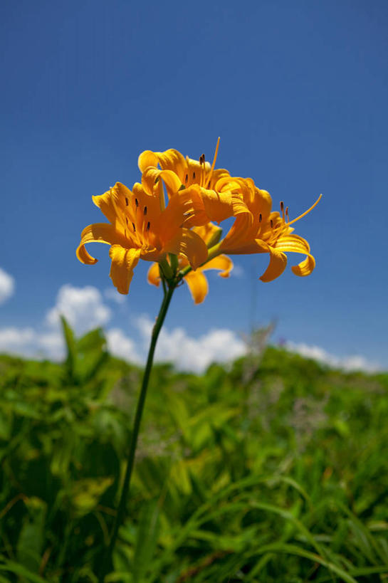 无人,竖图,室外,白天,仰视,旅游,度假,草地,草坪,美景,植物,萱草,长野县,日本,亚洲,阴影,盛开,光线,影子,景观,云,云朵,花蕾,云彩,娱乐,草,花,花瓣,花朵,鲜花,一朵,蓝色,绿色,白云,蓝天,天空,阳光,自然,天,花苞,花蕊,享受,休闲,橙色,景色,放松,晴朗,自然风光,东亚,本州,本州岛,日本国,中部地方,长野,疗愁,萱草花,宜男,晴空,忘忧草,金针菜,黄花菜,黄花,彩图,低角度拍摄