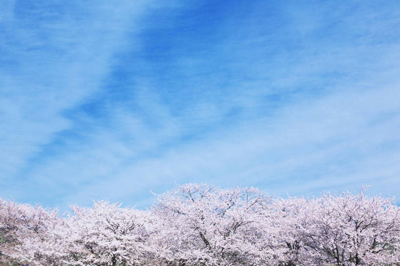 无人,横图,室外,白天,仰视,爱情,旅游,度假,幸福,纯洁,美景,植物,樱花,神奈川,日本,亚洲,阴影,盛开,光线,影子,景观,云,云朵,粉红色,枝条,粉红,神奈川县,浪漫,花蕾,云彩,娱乐,花,花瓣,花朵,鲜花,树,树木,树枝,粉色,蓝色,绿色,白云,蓝天,天空,阳光,自然,天,花苞,花蕊,享受,休闲,健康,景色,放松,可爱,活泼,生长,晴朗,成长,等待,青春,满足,甜美,生命,时髦,自然风光,温柔,东亚,纯真,本州,关东地方,本州岛,日本国,仙樱花,福岛樱,青肤樱,高尚,热烈,虬枝,枝杈,晴空,荆桃,彩图,低角度拍摄,日本樱花