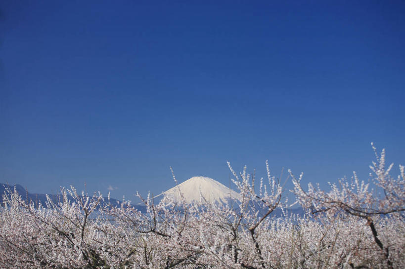 无人,横图,室外,白天,正面,爱情,旅游,度假,幸福,纯洁,火山,美景,山,雪,雪山,植物,大雪,樱花,富士山,神奈川,日本,亚洲,阴影,盛开,光线,影子,冰,积雪,景观,山峰,雪景,冬季,冬天,粉红色,枝条,粉红,山峦,神奈川县,浪漫,花蕾,娱乐,花,花瓣,花朵,鲜花,树,树木,树枝,粉色,蓝色,绿色,蓝天,天空,阳光,自然,天,花苞,花蕊,享受,休闲,健康,景色,放松,寒冷,可爱,活泼,生长,晴朗,成长,等待,青春,满足,甜美,冰冷,生命,时髦,自然风光,温柔,东亚,纯真,本州,万里无云,关东地方,本州岛,日本国,仙樱花,福岛樱,青肤樱,高尚,严寒,冰凉,酷寒,凛冽,凛凛,极冷,热烈,虬枝,枝杈,活火山,晴空,晴空万里,荆桃,彩图,日本樱花