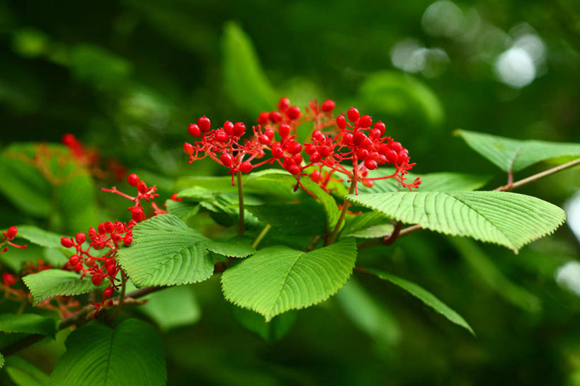无人,横图,室外,特写,白天,正面,美景,叶子,东京,日本,亚洲,许多,阴影,朦胧,模糊,盛开,光线,影子,景观,绿叶,花蕾,花,花瓣,花朵,鲜花,红色,阳光,自然,蝴蝶花,花苞,花蕊,绣球花,嫩叶,景色,千代田区,自然风光,东亚,本州,关东地方,本州岛,日本国,东京都,叶,叶片,彩图,蝴蝶荚蒾,蝴蝶木,蝴蝶树,蝴蝶戏球花,蝴蝶戏珠花